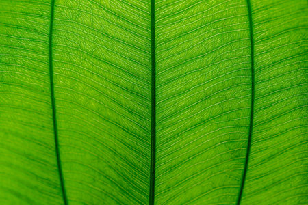 green leaf texture background, close up of green leaf texture background.