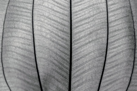 Close-up of a leaf with veins in black and white.