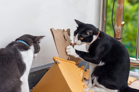 A black and white cat is playing with a cardboard box at home.