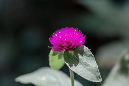 Globe amaranth (Gomphrena globosa)