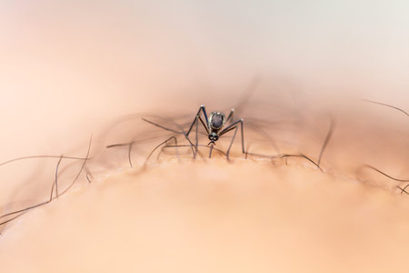 mosquito on human skin, closeup of photo. macro