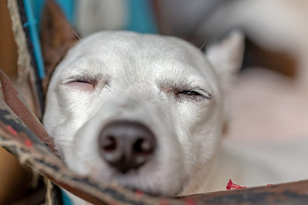 Cute white dog sleeping in a basket. Selective focus.