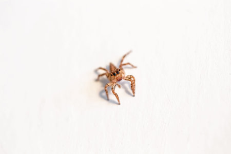 Jumping spider on white background. Macro shot of jumping spider.