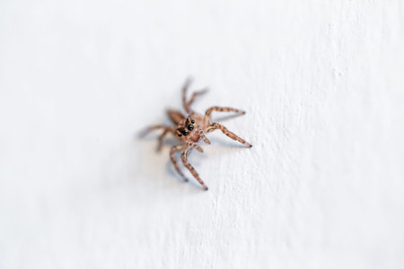 jumping spider on white wall background in nature. super macro.