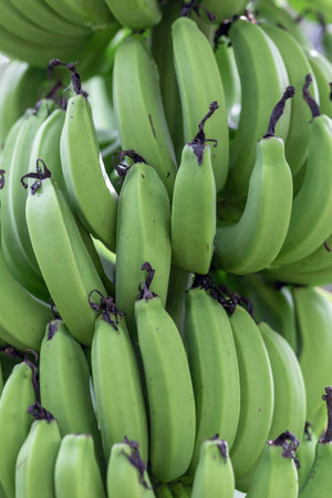 Bunch of green bananas on the tree. Selective focus.の写真素材