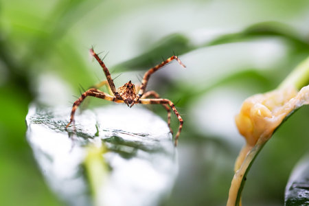 jumping spider on leaf in the nature or in the garden.