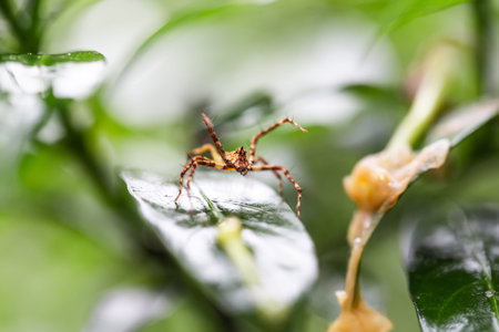 Spider on green leaf in the nature or in the garden. Macro