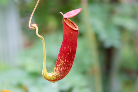 Nepenthes, monkey cups, carnivorous plant in the garden
