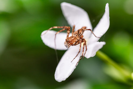 spider on white flower in nature or in the garden. macro