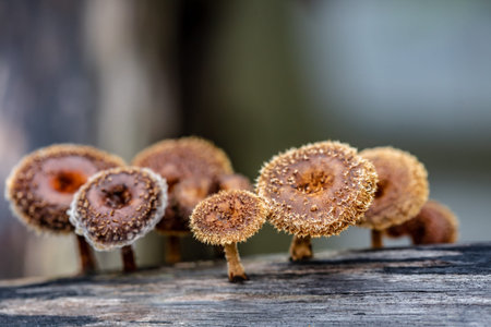 Mushrooms growing in the forest, close-up macro photographyの写真素材