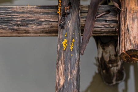 Yellow lichen on old wood in the river,Thailand.