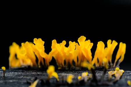 Yellow mushroom on black background. Shallow depth of field (DOF)