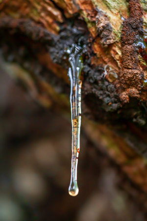 Close up of icicle on a tree in the rainforest.