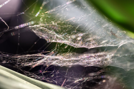 Close up of spider web on green leaf with shallow depth of field