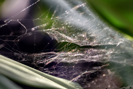 Spider web on the green grass. Shallow depth of field.