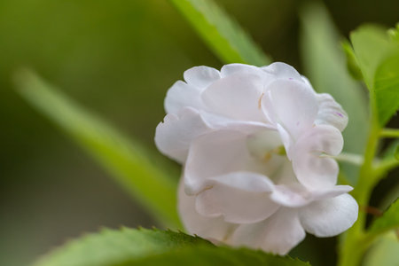 Close up of white flower with green leaf background, selective focus.