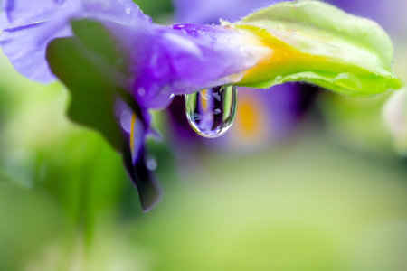 Water drop on purple iris flowers. Shallow depth of field.の写真素材