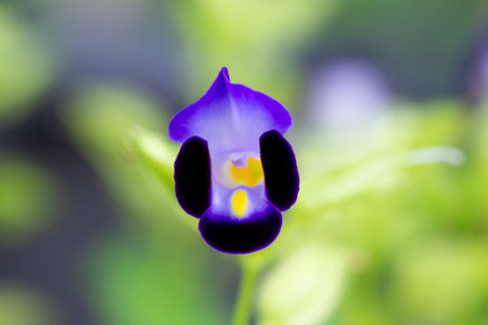Close up of a small purple flower in the garden on blurred backgroundの写真素材