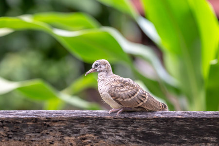 Zebra Dove (Streptopelia striata) sitting on woodの写真素材