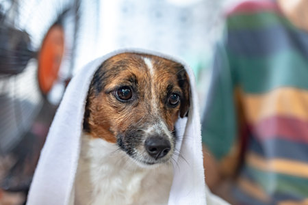 Jack russell terrier in a towel after a shower.の写真素材