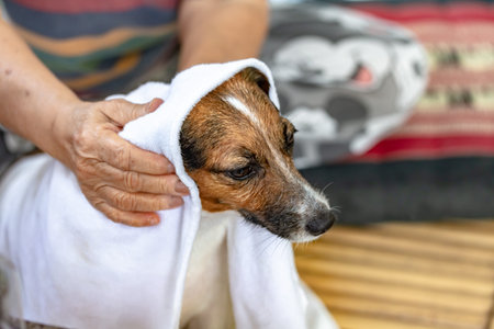 Hands of an elderly woman wiping her dog with a towel.の写真素材