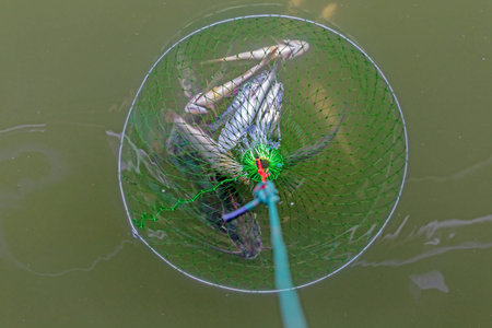 Fishing rod and fish in the lake. Close-up.