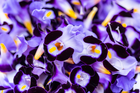 Close up of purple crocus flowers. Macro shot. Natural background.