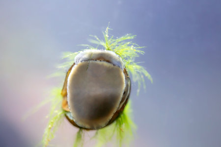 Macro shot of a snail on a green grass in the water