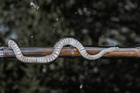 snake on a branch in the rain. snake close-upの写真素材