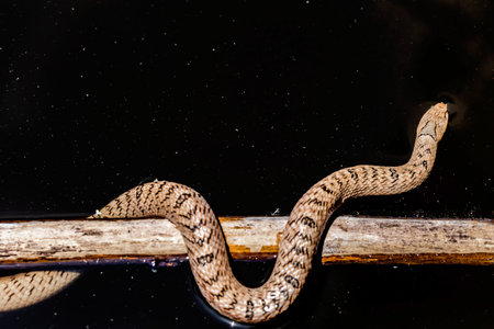 Close up of a snake on a branch in the dark water.