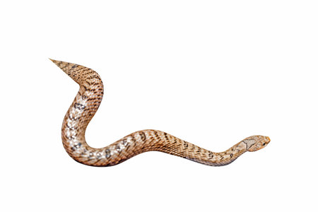 Cobra snake isolated on white background, clipping path included.