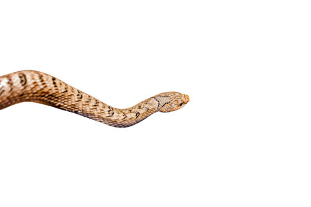 Close-up of a snake isolated on white background with clipping path