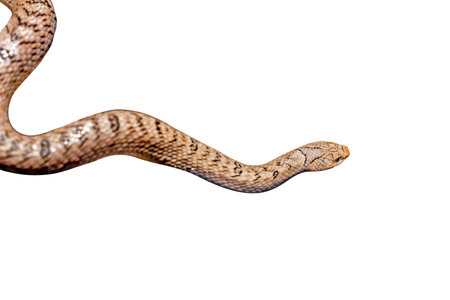Snake isolated on white background, clipping path, clipping path included