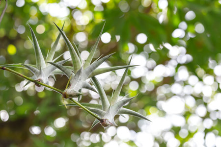Close up of Aloe vera plant in the garden, Thailand.の写真素材