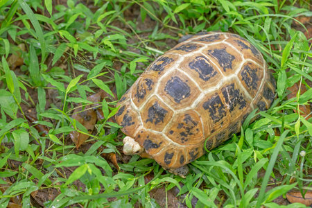 Tortoise in the green grass, closeup of photo.の写真素材