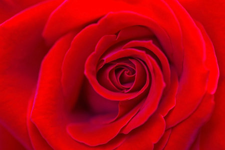 close up of red rose petals, shallow depth of field.の写真素材