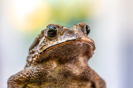 Close-up of a Common Toad (Bufo bufo)