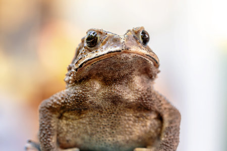 Close up of Common Toad (Bufo bufo) on blurred backgroundの写真素材
