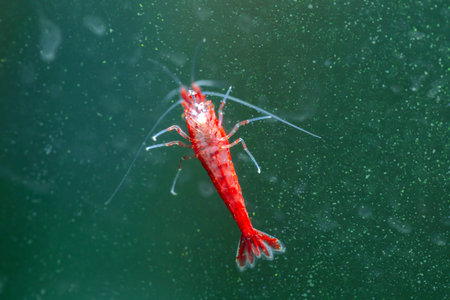 Red Shrimp in the aquarium, Thailand. (Selective focus)