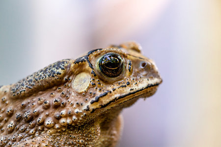 Close up of a common toad (Bufo bufo)
