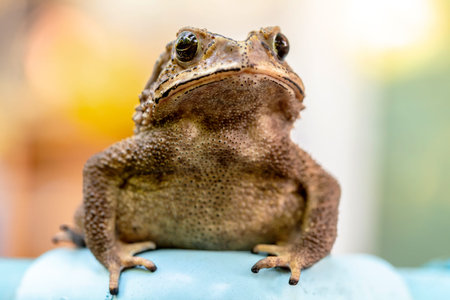 Closeup of a common toad (Bufo bufo)の写真素材