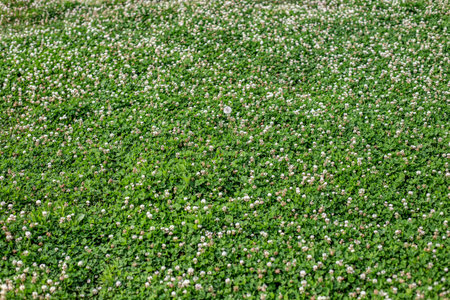 White clover or trefoil (Trifolium repens) on the field