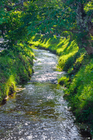 Small river in the green forest on a sunny summer day. Natural background