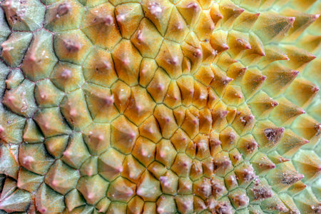 Close up of Durian fruit, Thailand. (Scientific name Durian xanthium)