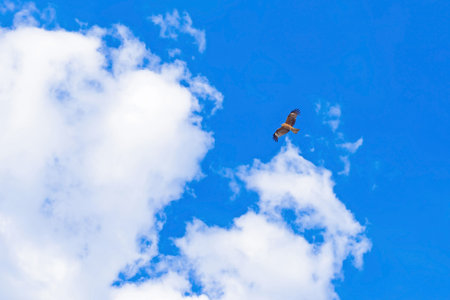 Seagull flying in the blue sky with white clouds in summer