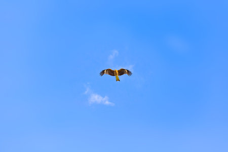 Red kite (Milvus migrans) flying in the blue sky