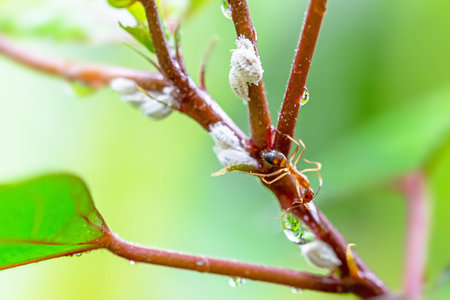 Ants and aphids on the branches of a tree. Macro