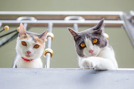 Close up of two cat sitting on the stairs in the house.の写真素材