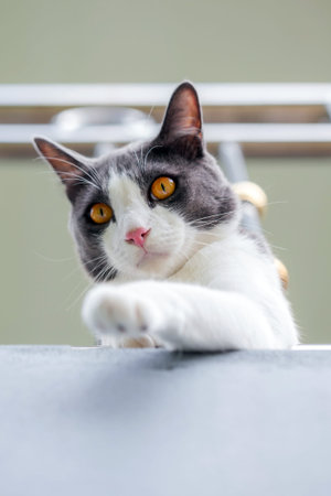 Cute cat lying on the table and looking at the camera.