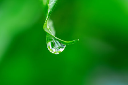 Water drop on green leaf with copy space for nature and environment concept.の写真素材